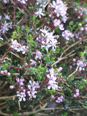 Agathosma orbicularis