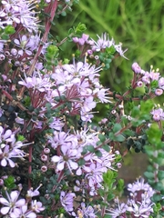 Agathosma orbicularis