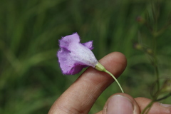 Agalinis peduncularis
