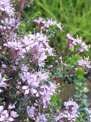 Agathosma orbicularis