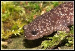 Blotched Salamander photo 2