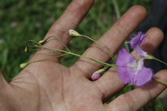 Agalinis peduncularis
