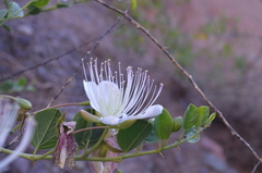 Capparis spinosa herbacea