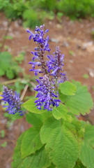 Salvia polystachia