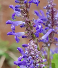 Salvia polystachia