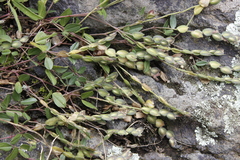 Zornia thymifolia