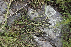 Zornia thymifolia