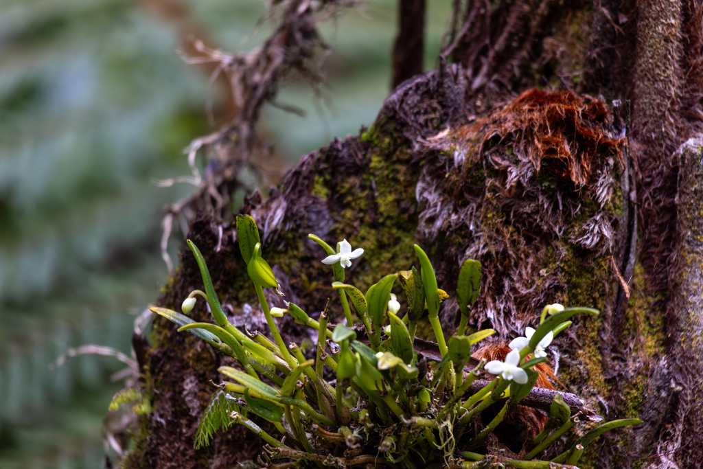 Dendrobium chionanthum Schltr. 2