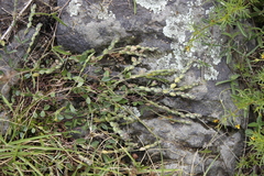 Zornia thymifolia