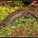 Blotched Salamander - Photo (c) 2004 Henk Wallays, some rights reserved (CC BY-NC)