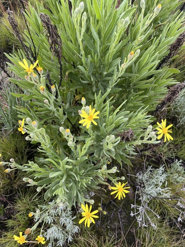 Senecio snowdenii