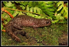 Blotched Salamander photo 3