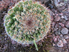 Mammillaria rhodantha