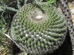Mammillaria rhodantha