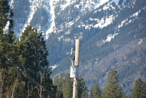 Pileated Woodpecker photographed in Oregon