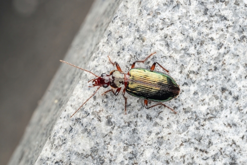 Metacolpodes buchanani