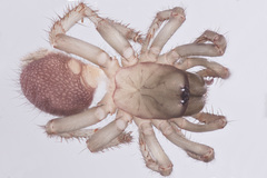Antrodiaetus