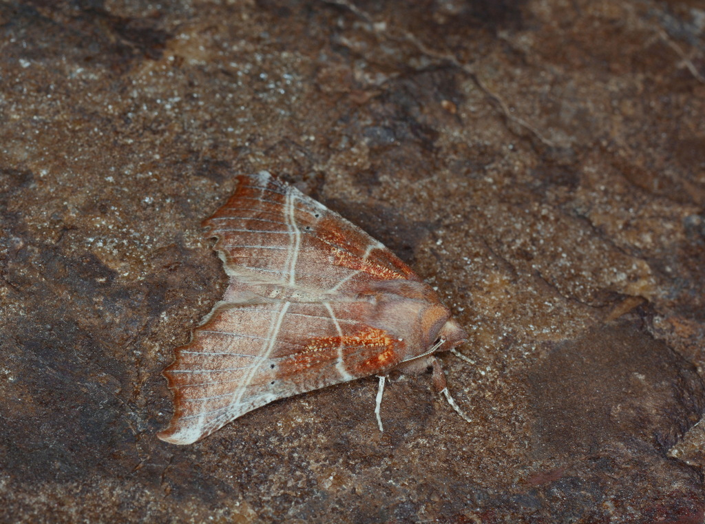 Scoliopteryx aksuana
