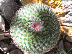 Mammillaria rhodantha