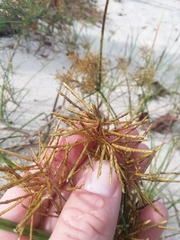Cyperus esculentus leptostachyus