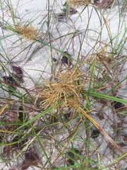 Cyperus esculentus leptostachyus