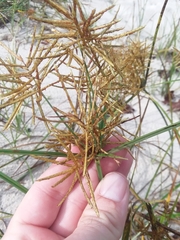 Cyperus esculentus leptostachyus