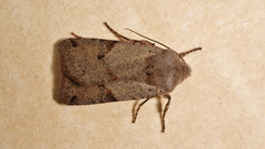 Agrochola meridionalis