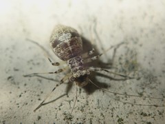 Mesopsocus
