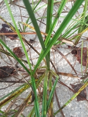 Cyperus esculentus leptostachyus