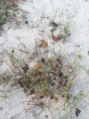 Cyperus esculentus leptostachyus