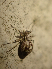 Mesopsocus
