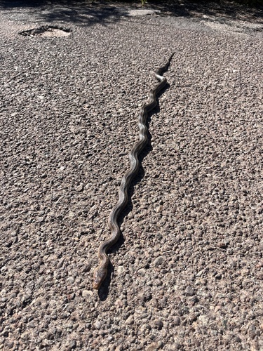 Baird's Ratsnake