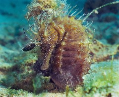 Hippocampus guttulatus