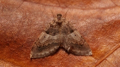 Antilurga alhambrata