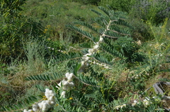 Astragalus sieversianus