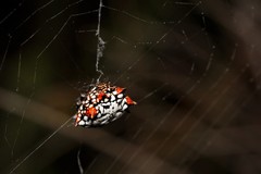 Isoxya mossamedensis