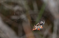 Isoxya mossamedensis