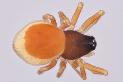 Ceraticelus