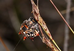 Isoxya mossamedensis