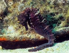 Hippocampus guttulatus