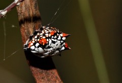 Isoxya mossamedensis