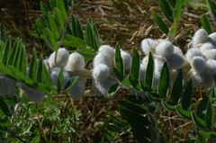 Astragalus sieversianus