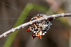 Isoxya mossamedensis