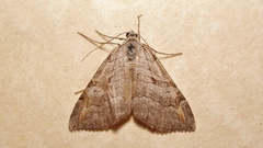 Aplocera efformata