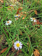 Aster microcephalus