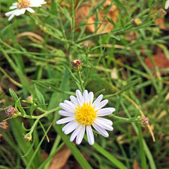 Aster microcephalus