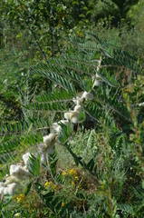 Astragalus sieversianus