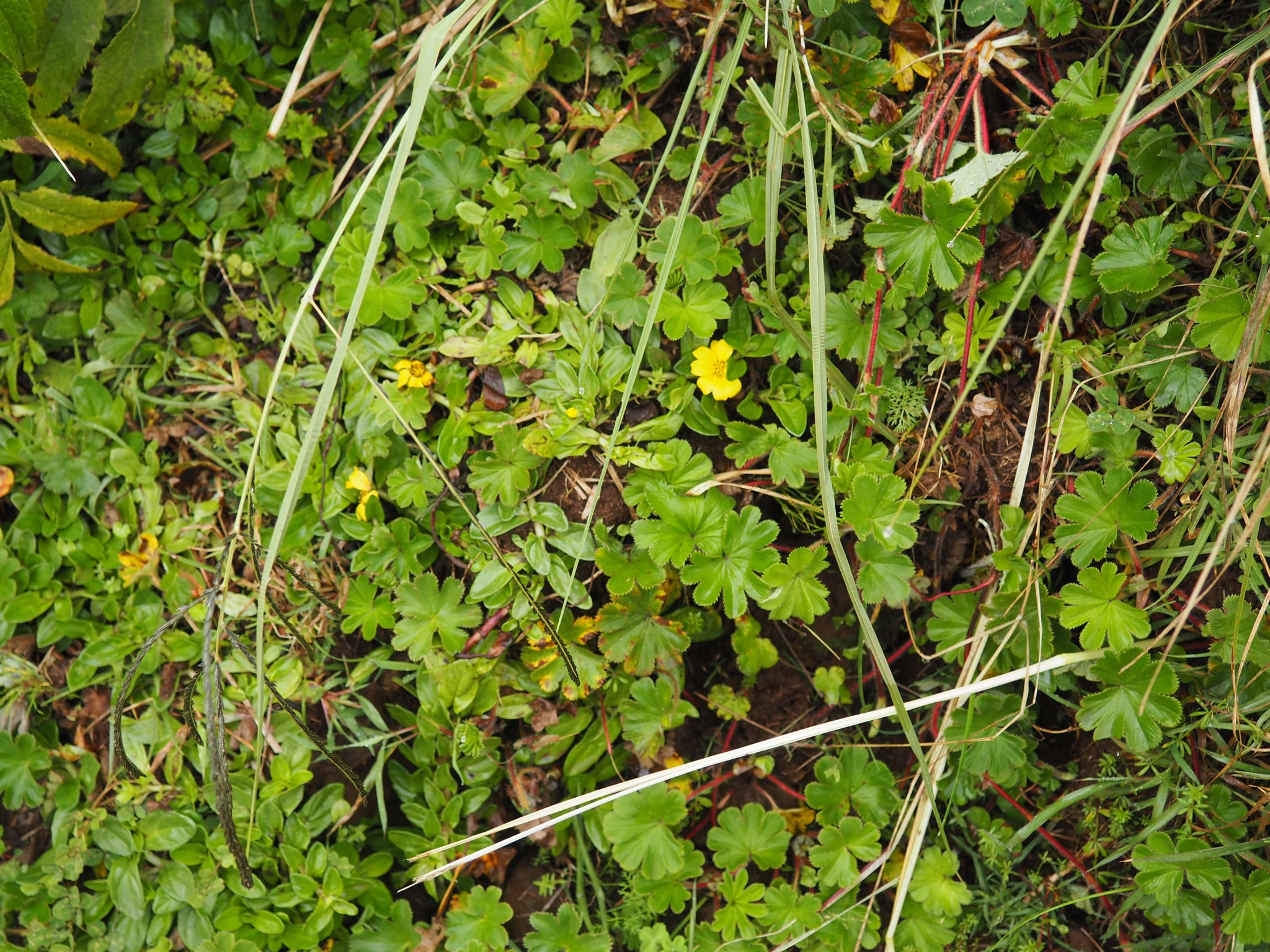 Guizotia jacksonii