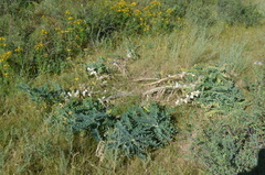 Astragalus sieversianus