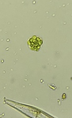 Volvocales